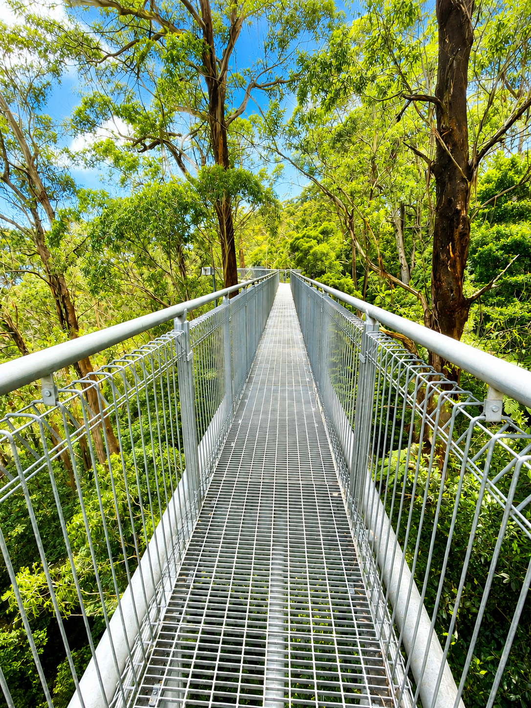 Illawarra Fly Treetop Adventures